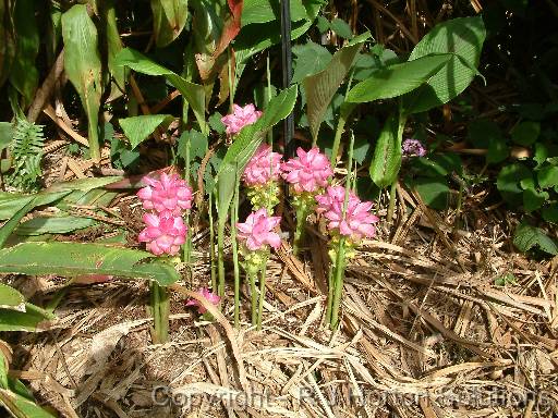 Heliconia pink 